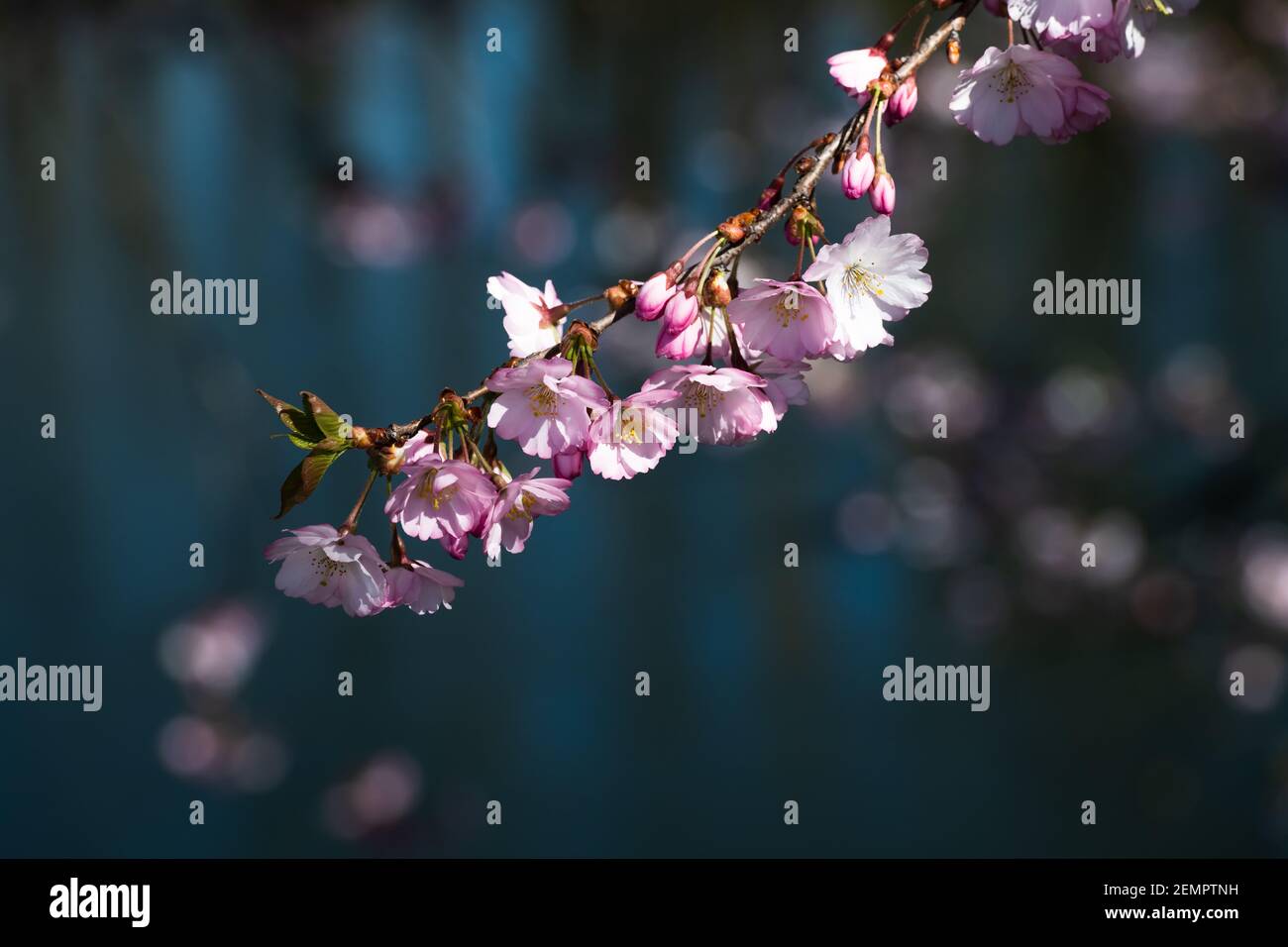 Ramo di fioritura dei ciliegi sospeso nel sole di primavera contro sfondo blu scuro di acqua sfocata Foto Stock