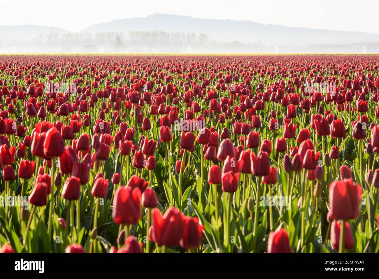 Campo di tulipani rossi su una misty Skagit Valley mattina Nello stato di Washington occidentale Foto Stock