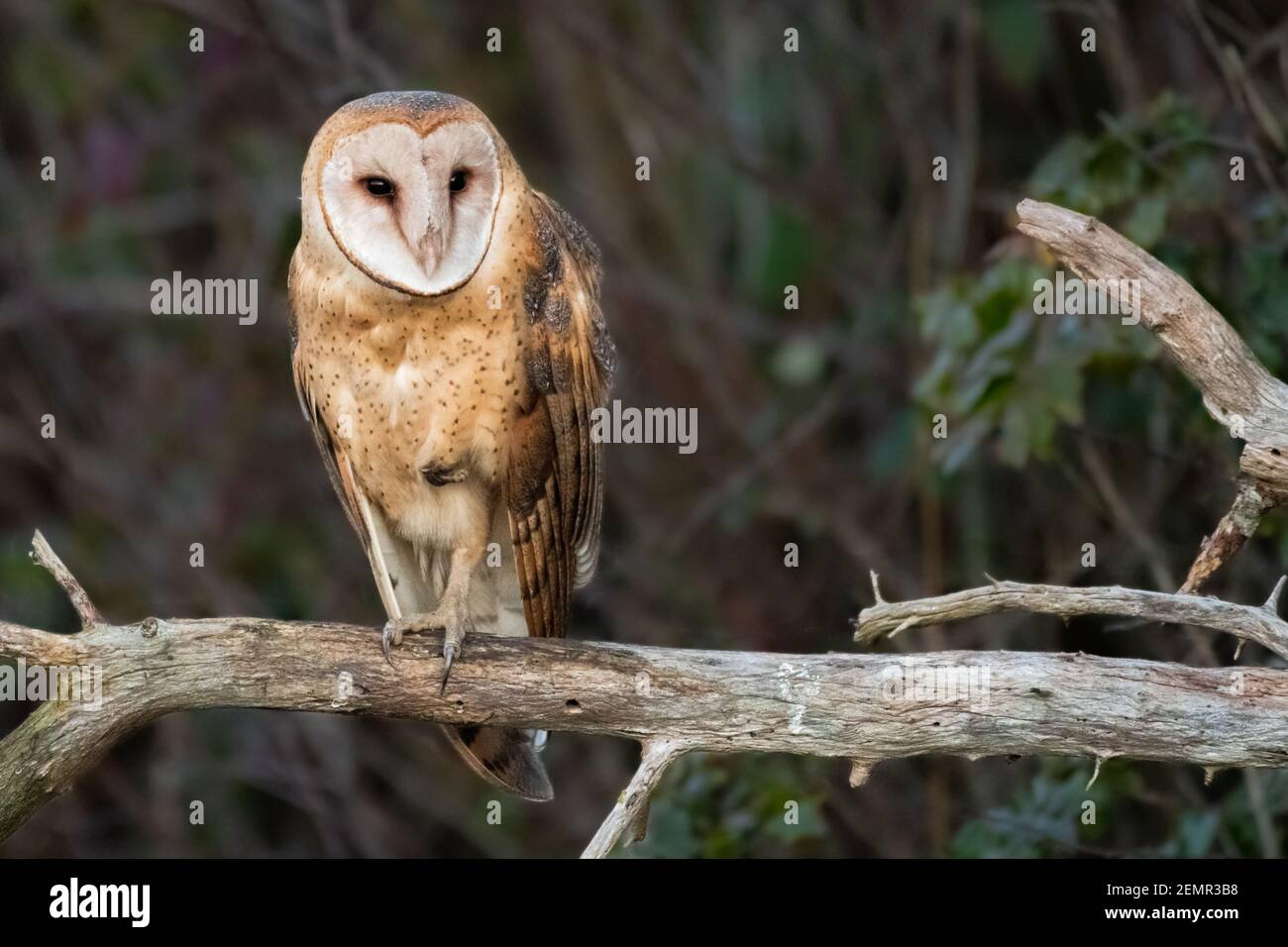 Primo piano di un Barn Owl Tyto furcata su cui riposa Succursale in hedgerow nella valle di Skagit dello Stato di Washington Foto Stock