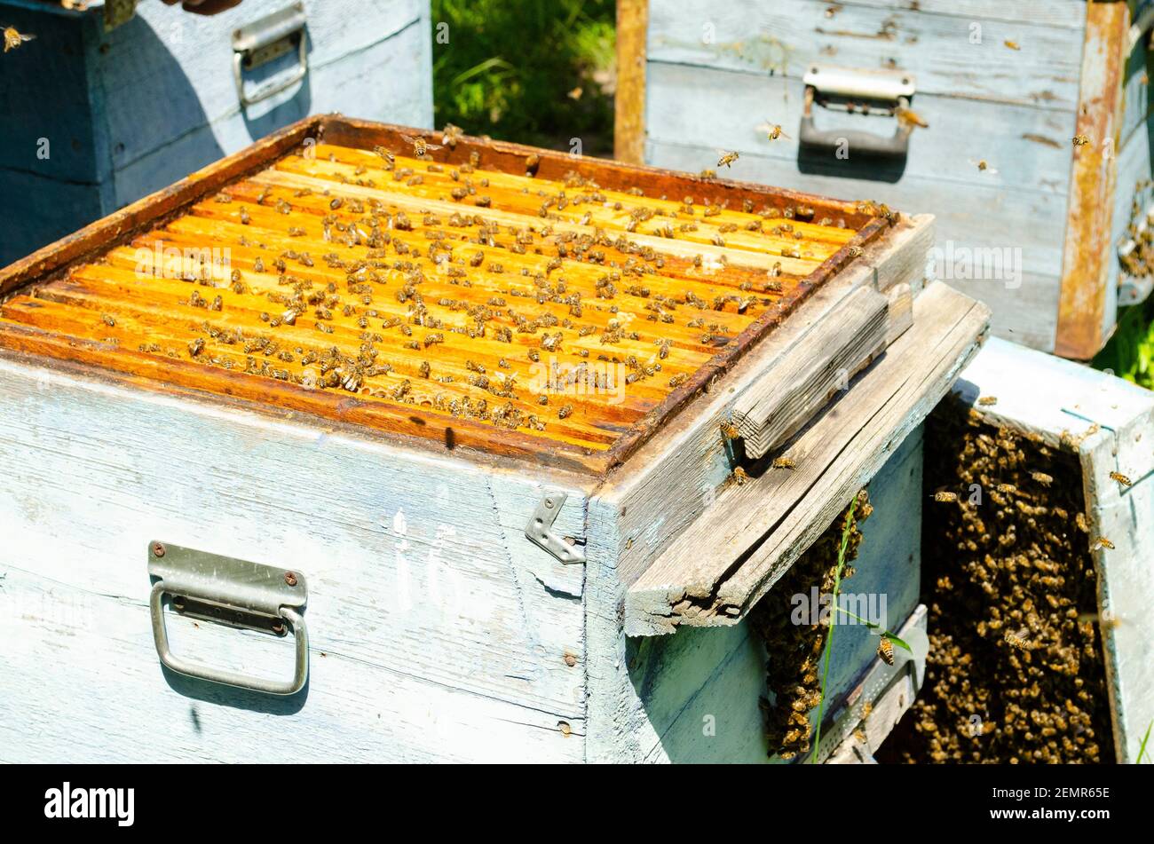 Hive aperto con letto queen size esclusa. Inseminazione artificiale dell'ape regina. Apicoltura e regine. Collettore di polline su un alveare. Foto Stock