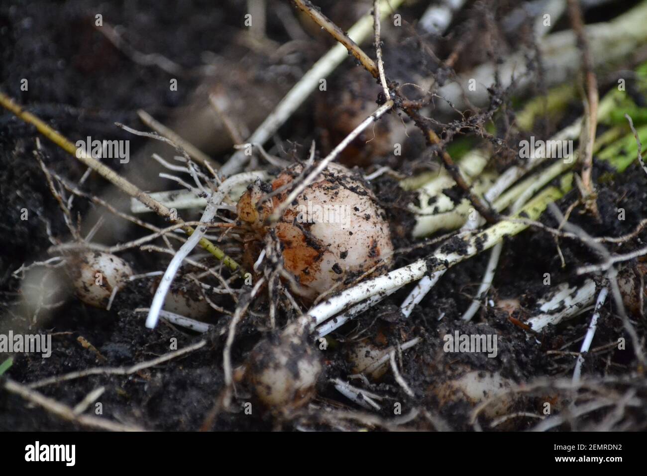 Piante da giardino Bulbi appena scavati - suolo e fango Coperto - assegnazione - Primavera - Nuova vita - radici Coltivazione - Yorkshire - UK Foto Stock