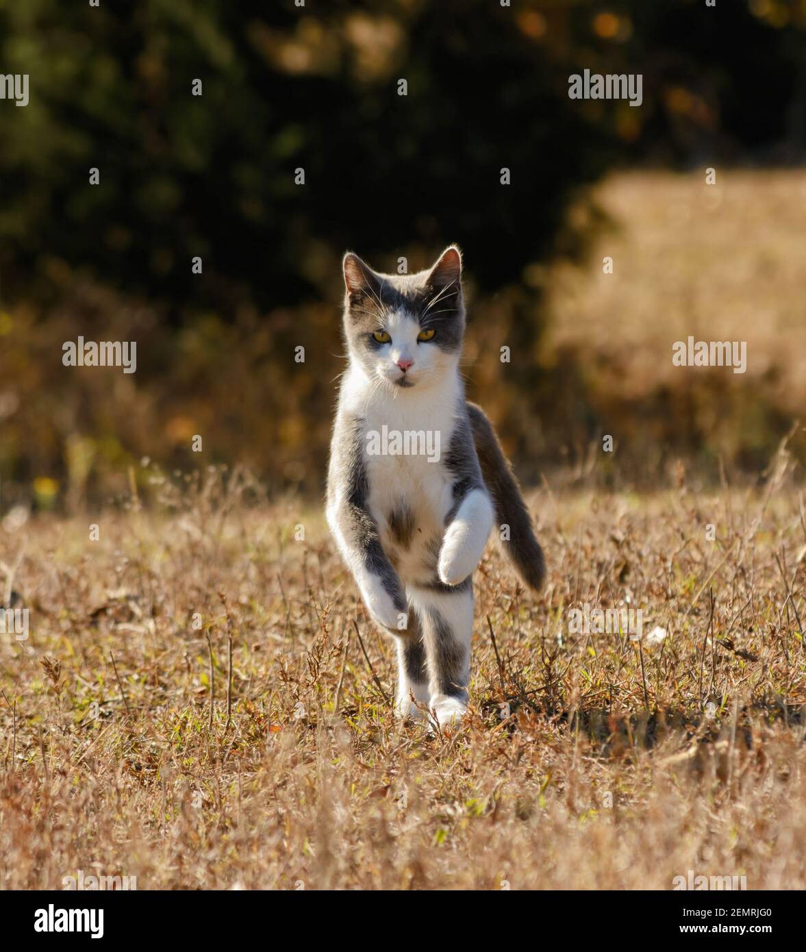 Bellissimo gatto grigio e bianco tuxedo che corre verso la fotocamera su un soleggiato campo autunnale Foto Stock