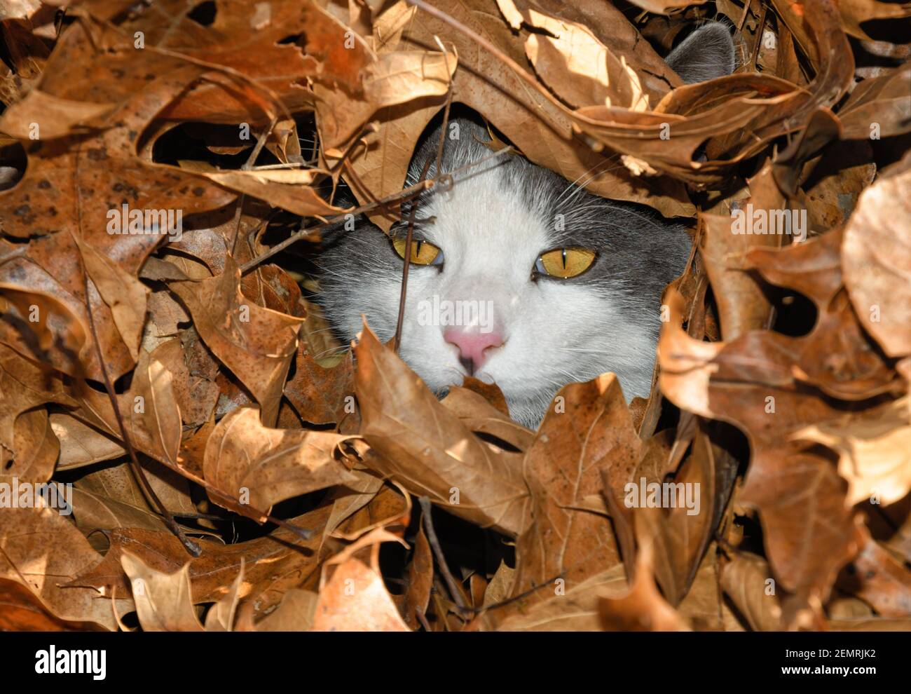 Gatto blu e bianco all'interno di un mucchio di foglie, guardando fuori, con solo la sua faccia che mostra Foto Stock