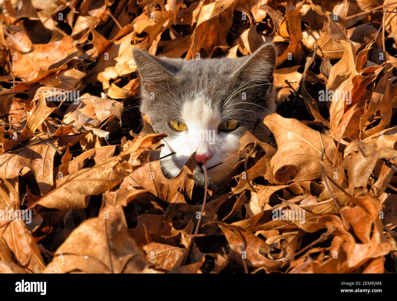 Giovane gatto grigio e bianco di tuxedo che sbirca da un mucchio di foglie cadute, con solo la sua testa sopra di loro Foto Stock