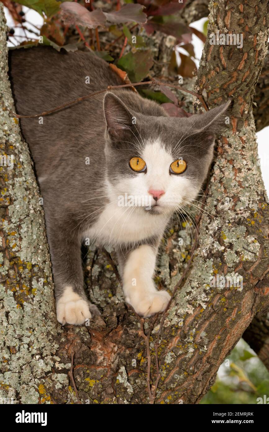 Gatto macchiato blu e bianco in alto in un albero di Persimmon, guardando lo spettatore Foto Stock