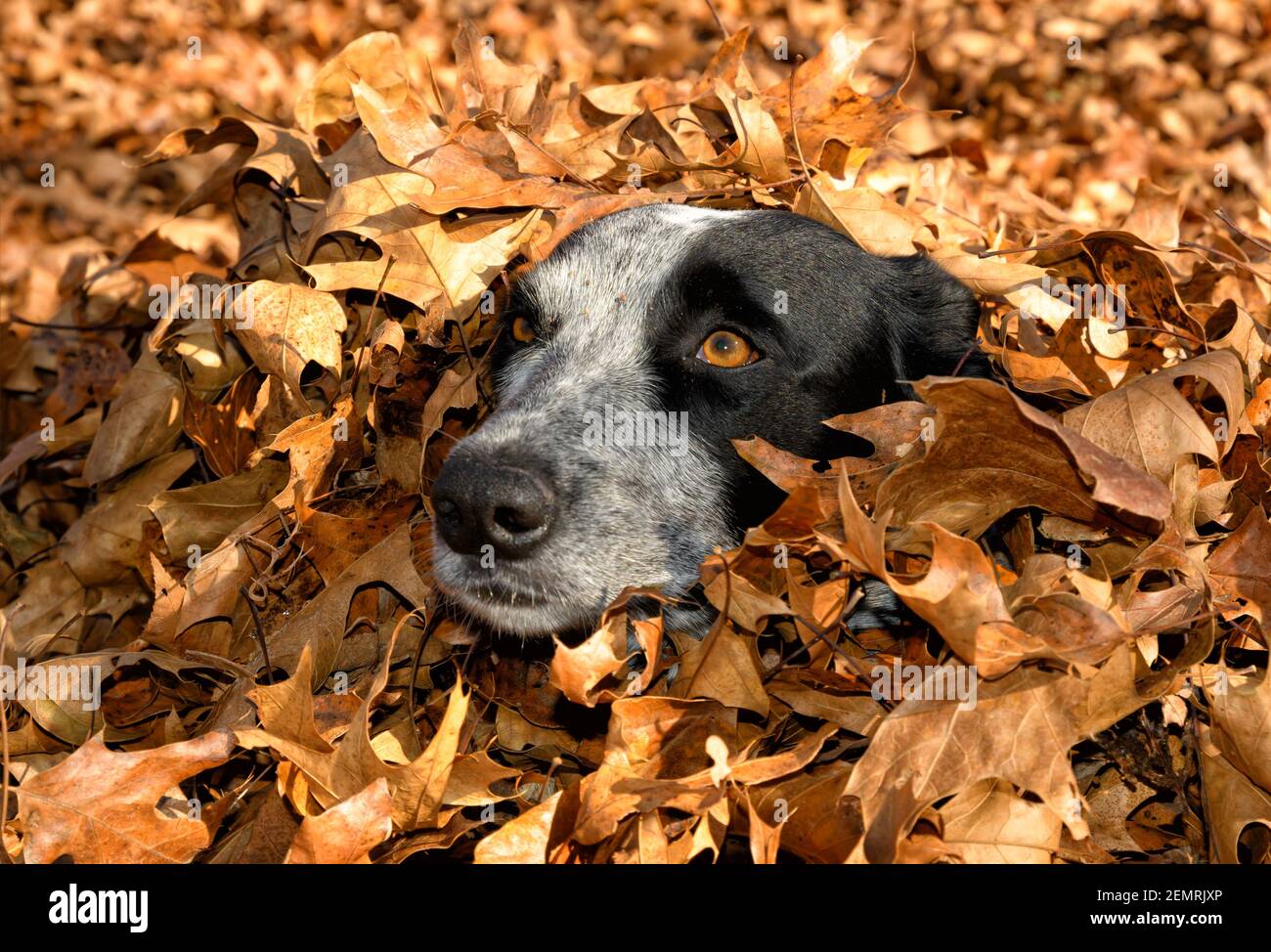 Nero e bianco macchiato Texas Heeler cane all'interno di un mucchio di foglie caduti, sbirciando fuori Foto Stock