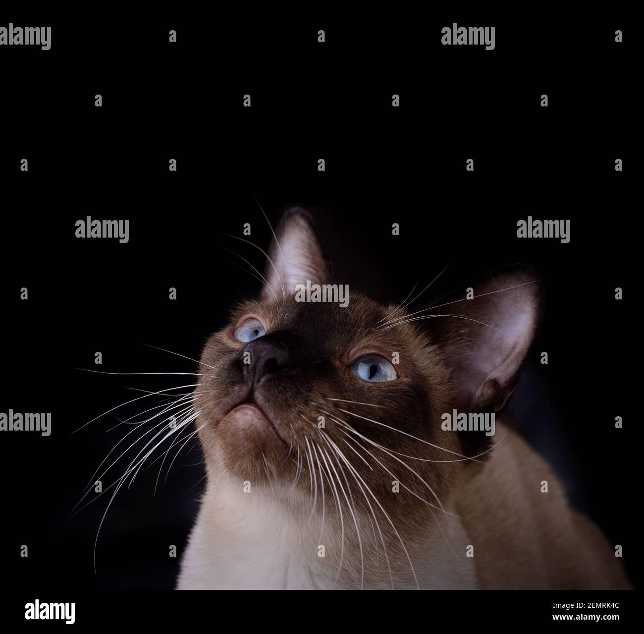 Bel gatto siamese che guarda sopra di lui, nello spazio della copia; su sfondo scuro Foto Stock
