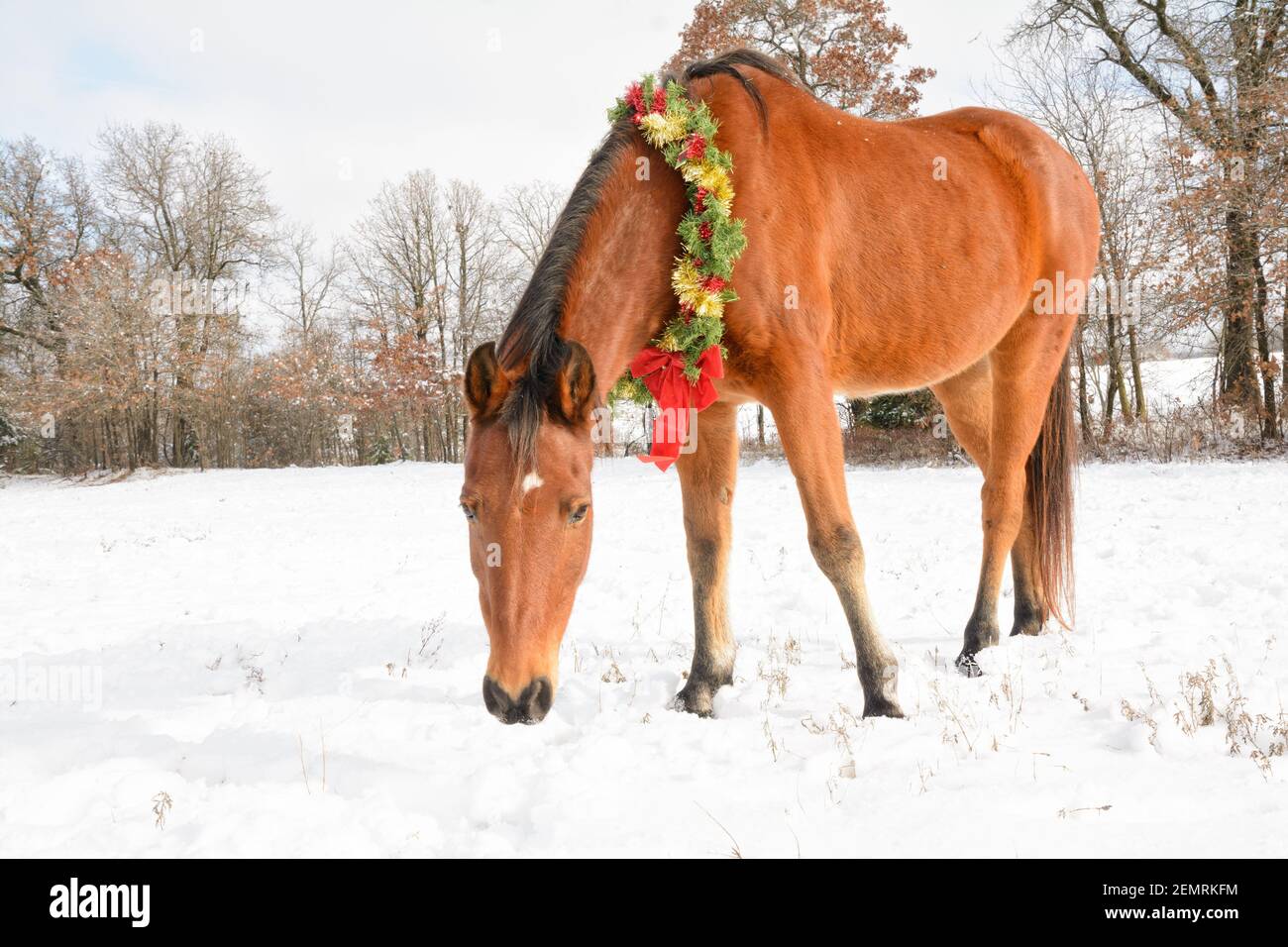 Carino cavallo arabo che indossa una corona di Natale con una Tinsel rosso e oro e un grande arco rosso, in piedi in neve coperto pascolo invernale Foto Stock