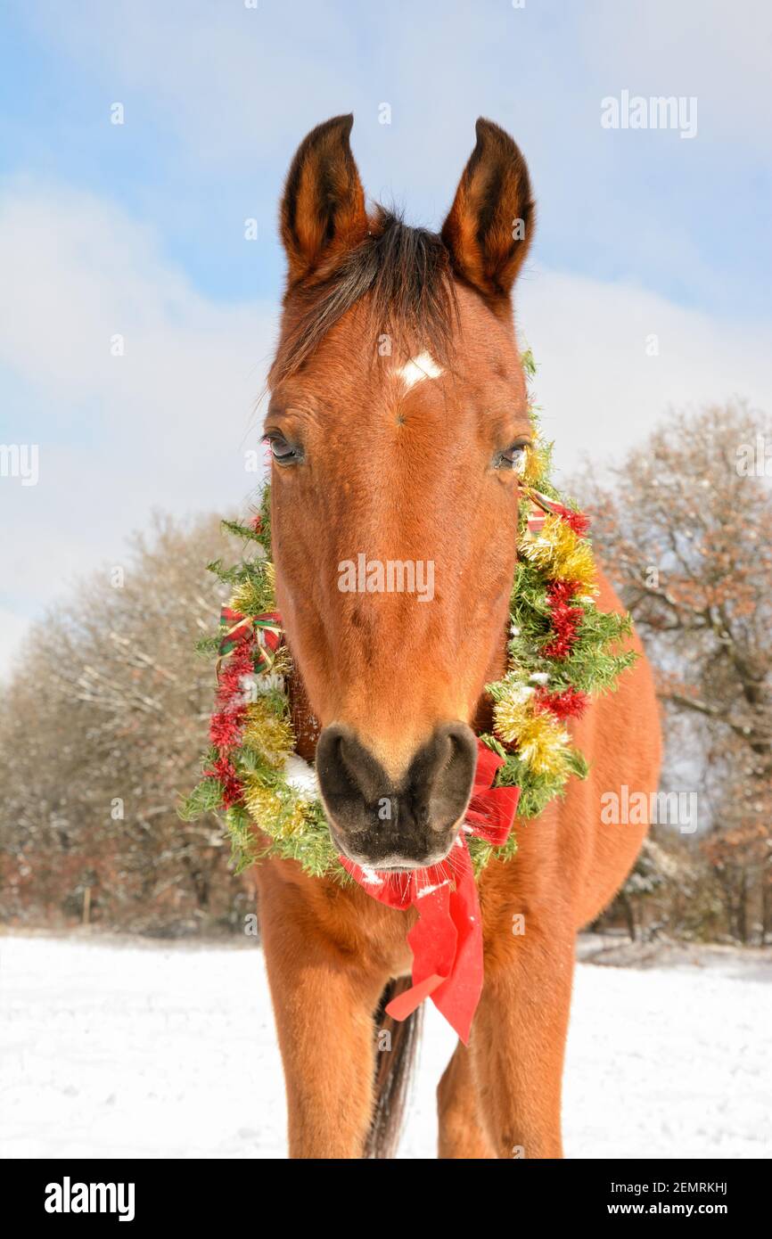 Corona di Natale che indossa il cavallo arabo guardando lo spettatore testa-su, in soleggiato e nevoso pascolo invernale Foto Stock