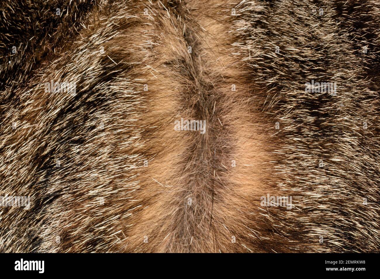 Capelli castani di gatto tabby divisi a radici per mostrare la coloriazione dei singoli capelli; con spiccata pigmentazione causata dal gene agouti Foto Stock