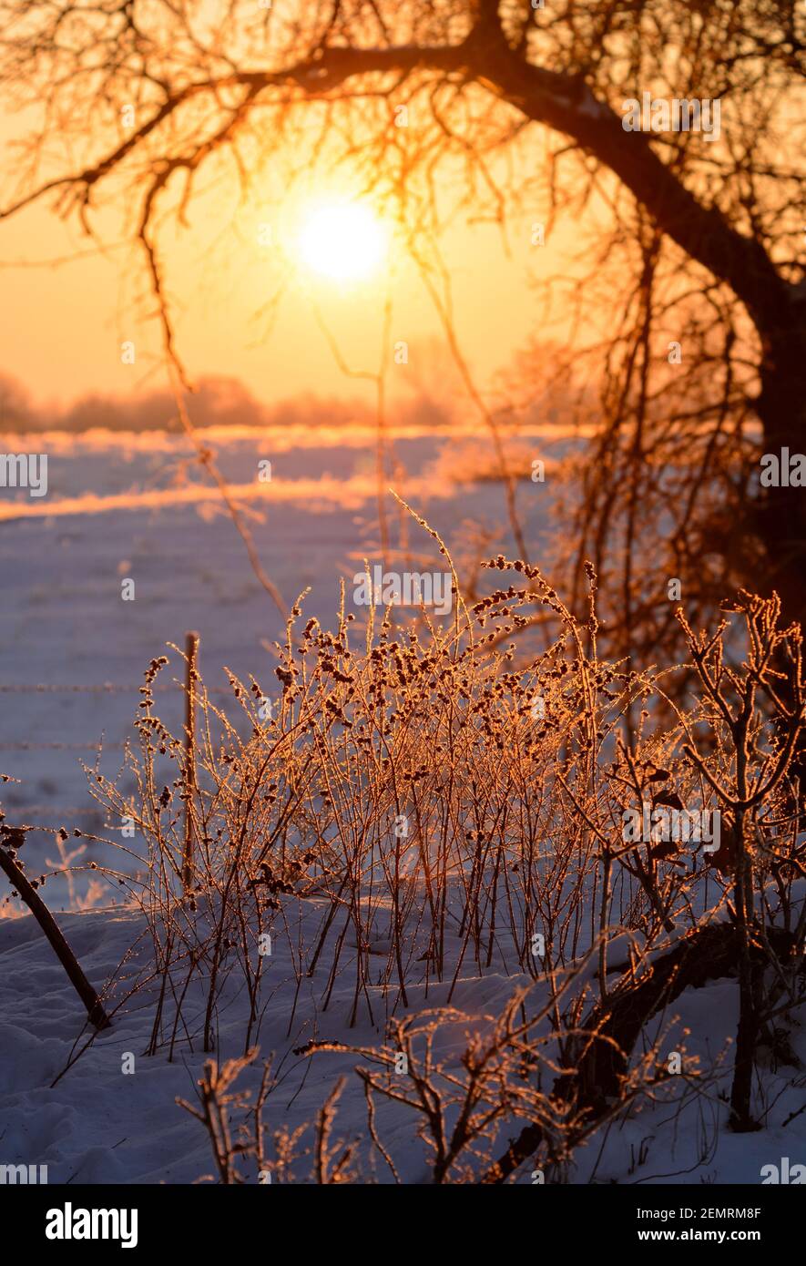 Alba su una collina nevosa in una mattina invernale estremamente fredda, con surgelati, ghiaccio coperto piccoli cespugli in primo piano; in piacevole arancione e blu a. Foto Stock