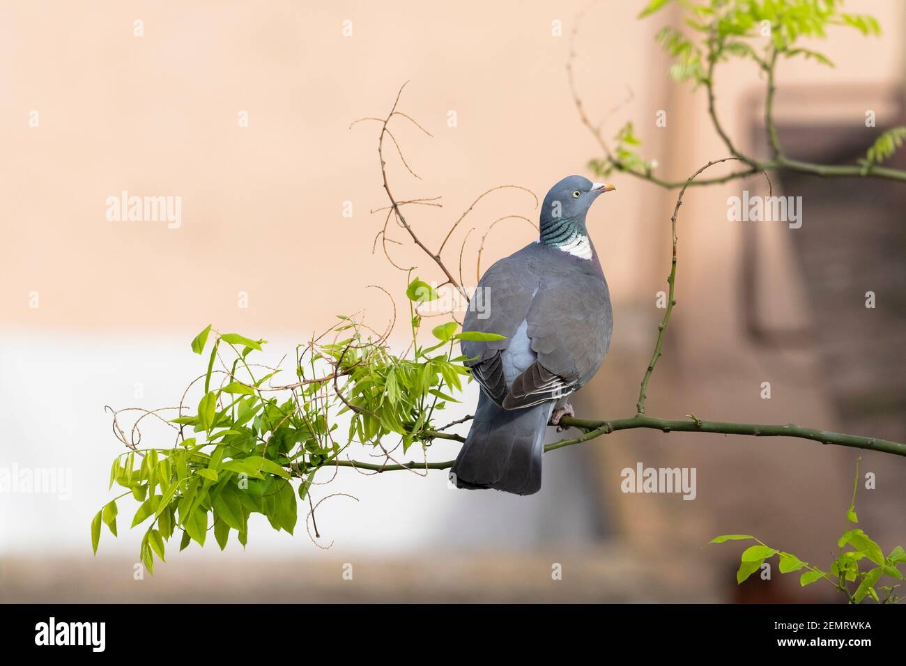 Woodpigeon comune (Columba Palumbus), adulto arroccato su albero pagoda giapponese (Styphnolobium japonicum). Barcellona. Catalogna. Spagna. Foto Stock