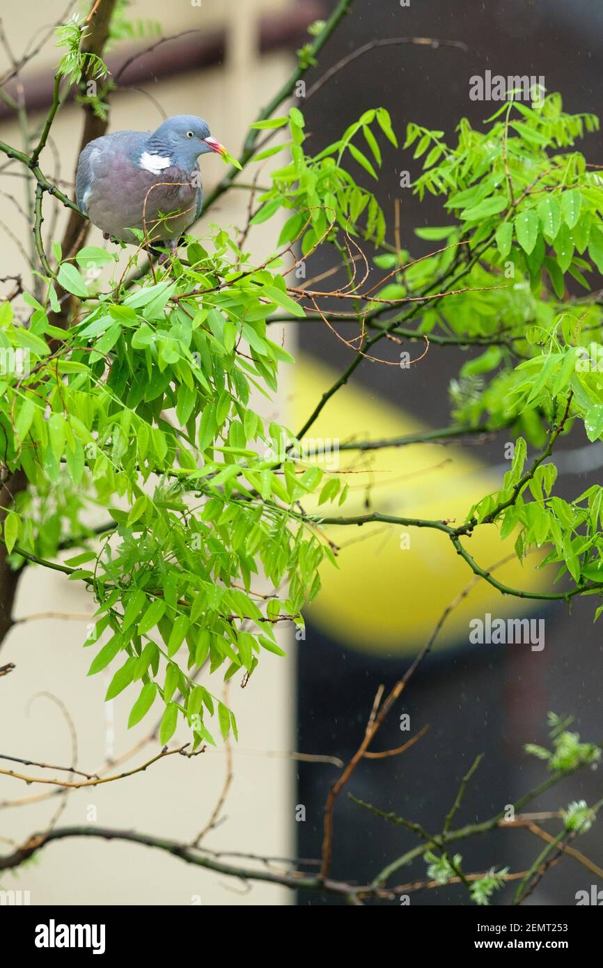 Woodpigeon comune (Columba palumbus), alimentazione per adulti sulle foglie di albero pagoda giapponese (Styphnolobium japonicum). Barcellona. Catalogna. Spagna. Foto Stock