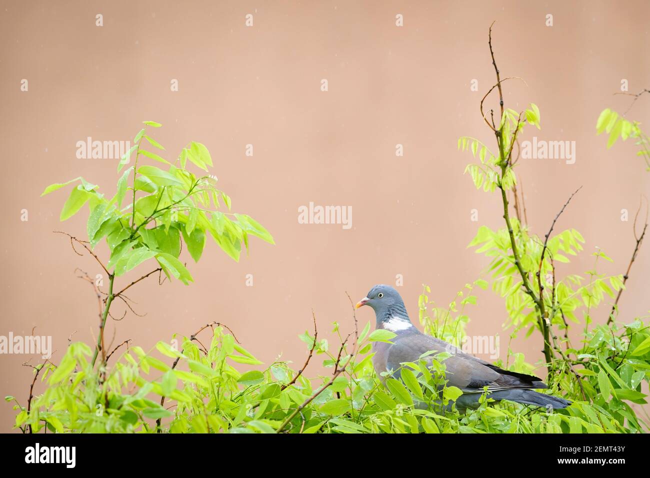 Woodpigeon comune (Columba Palumbus), adulto arroccato su albero pagoda giapponese (Styphnolobium japonicum). Barcellona. Catalogna. Spagna. Foto Stock