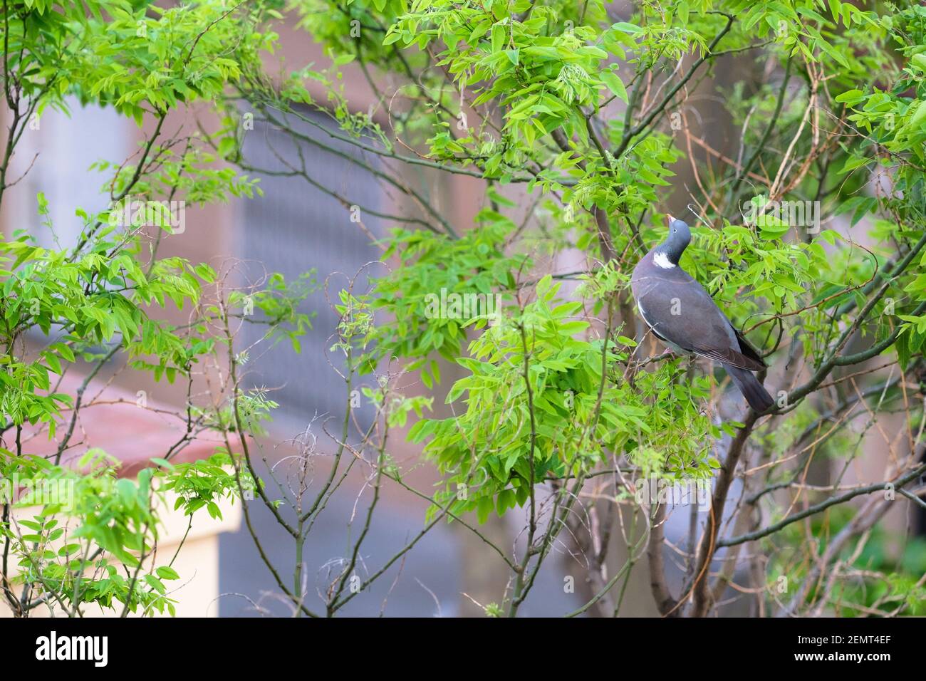 Woodpigeon comune (Columba palumbus), alimentazione per adulti sulle foglie di albero pagoda giapponese (Styphnolobium japonicum). Barcellona. Catalogna. Spagna. Foto Stock