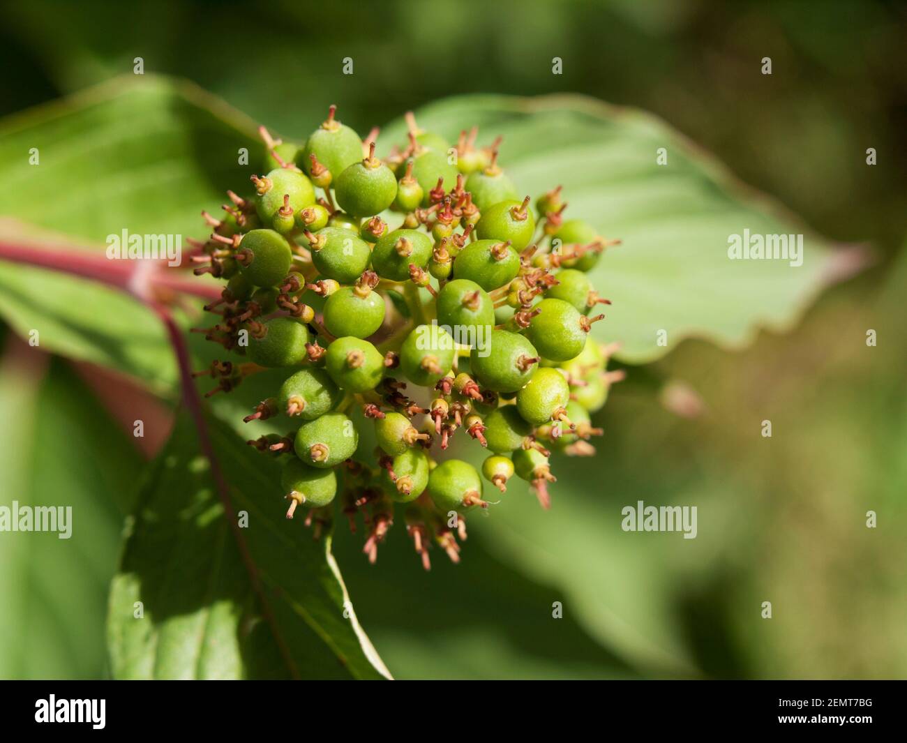 Symphoricarpos albus laevigatus - comune bacche di neve giovani Foto Stock