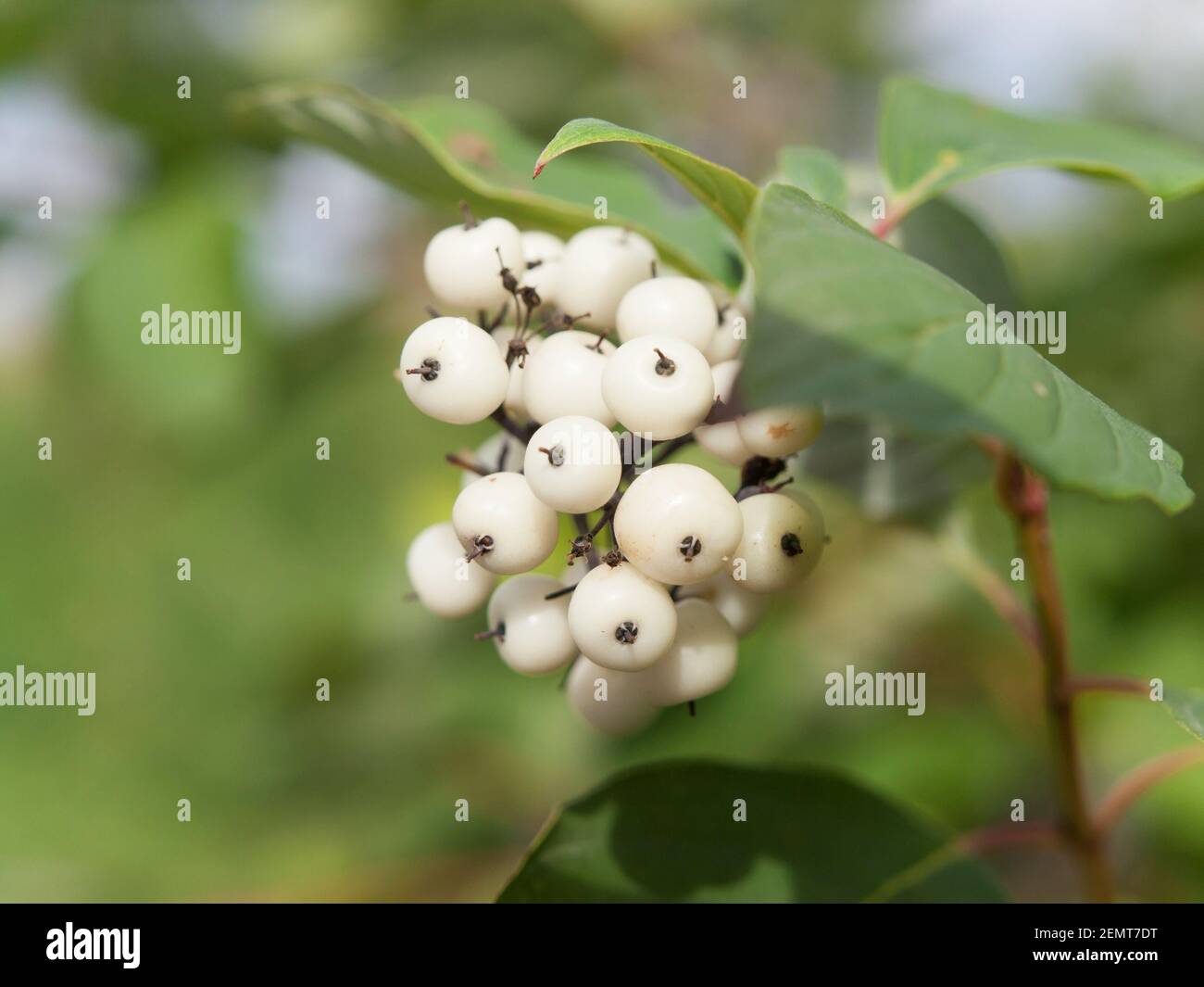 Symphoricarpos albus laevigatus - comune uva spina con bacche bianche Foto Stock