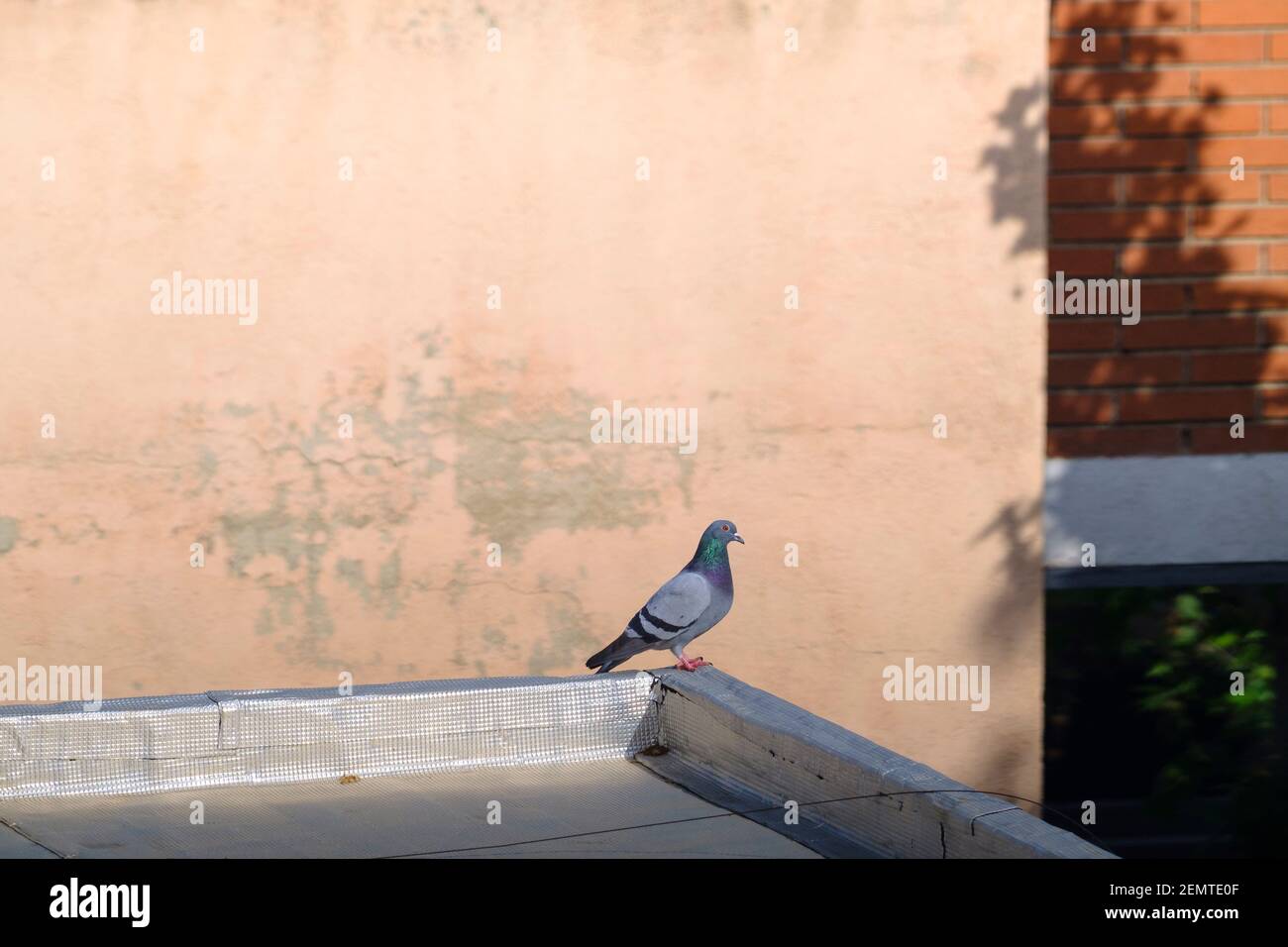 Piccione di Feral (Columba livia domestica) appollaiato su un tetto. Barcellona. Catalogna. Spagna. Foto Stock