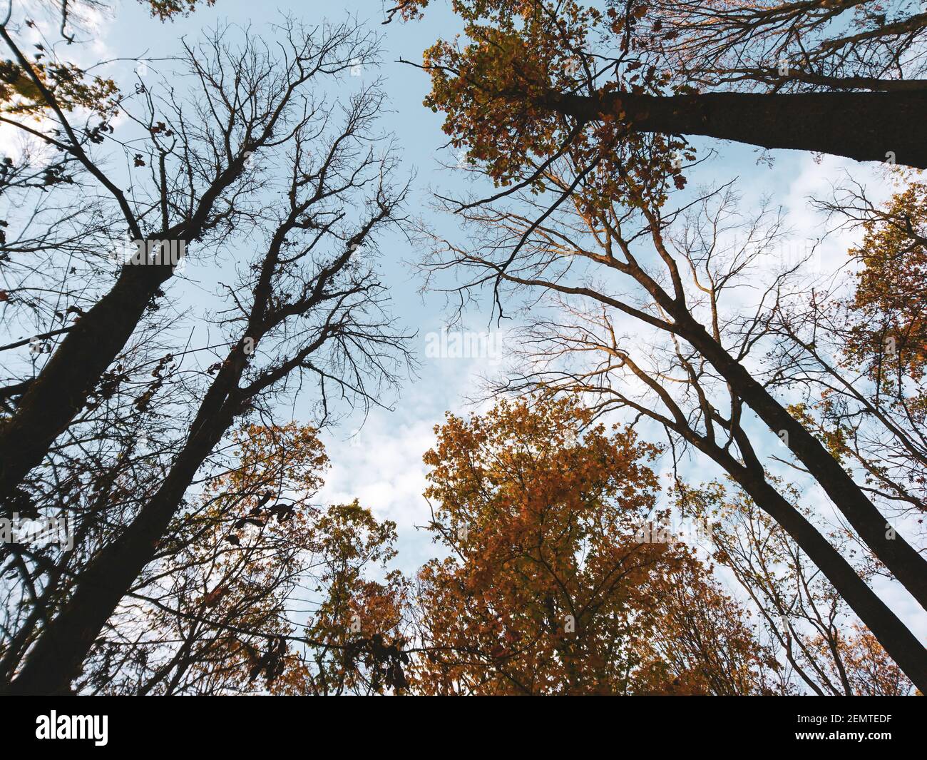 Guarda gli alberi alti della stagione autunnale con foglie gialle sul cielo incorniciate da nuvole, scenografico sfondo naturale della foresta Foto Stock