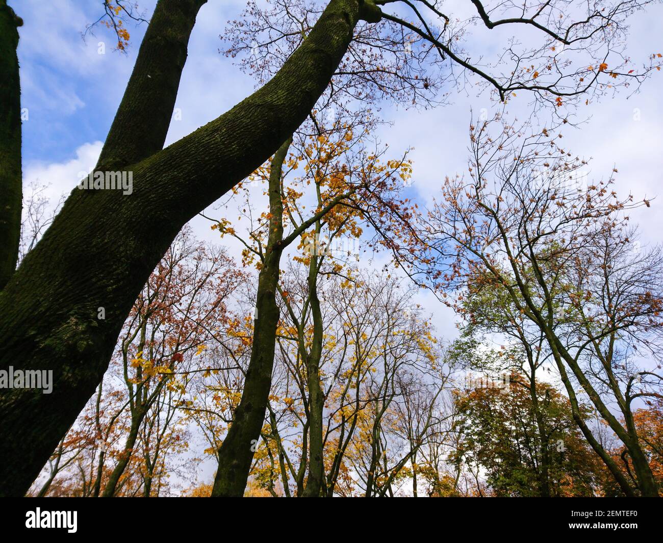 Guarda gli alberi scuri alti della stagione autunnale con foglie gialle e verdi su cielo blu con nuvole, sfondo naturale della foresta Foto Stock