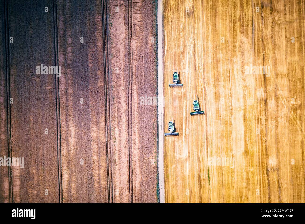 Raccolta grano grano grano in campo estivo. Tre mietitrebbia in una nuvola di polvere che si illumina dal sole che tramonta. Vista dall'alto dell'antenna Foto Stock