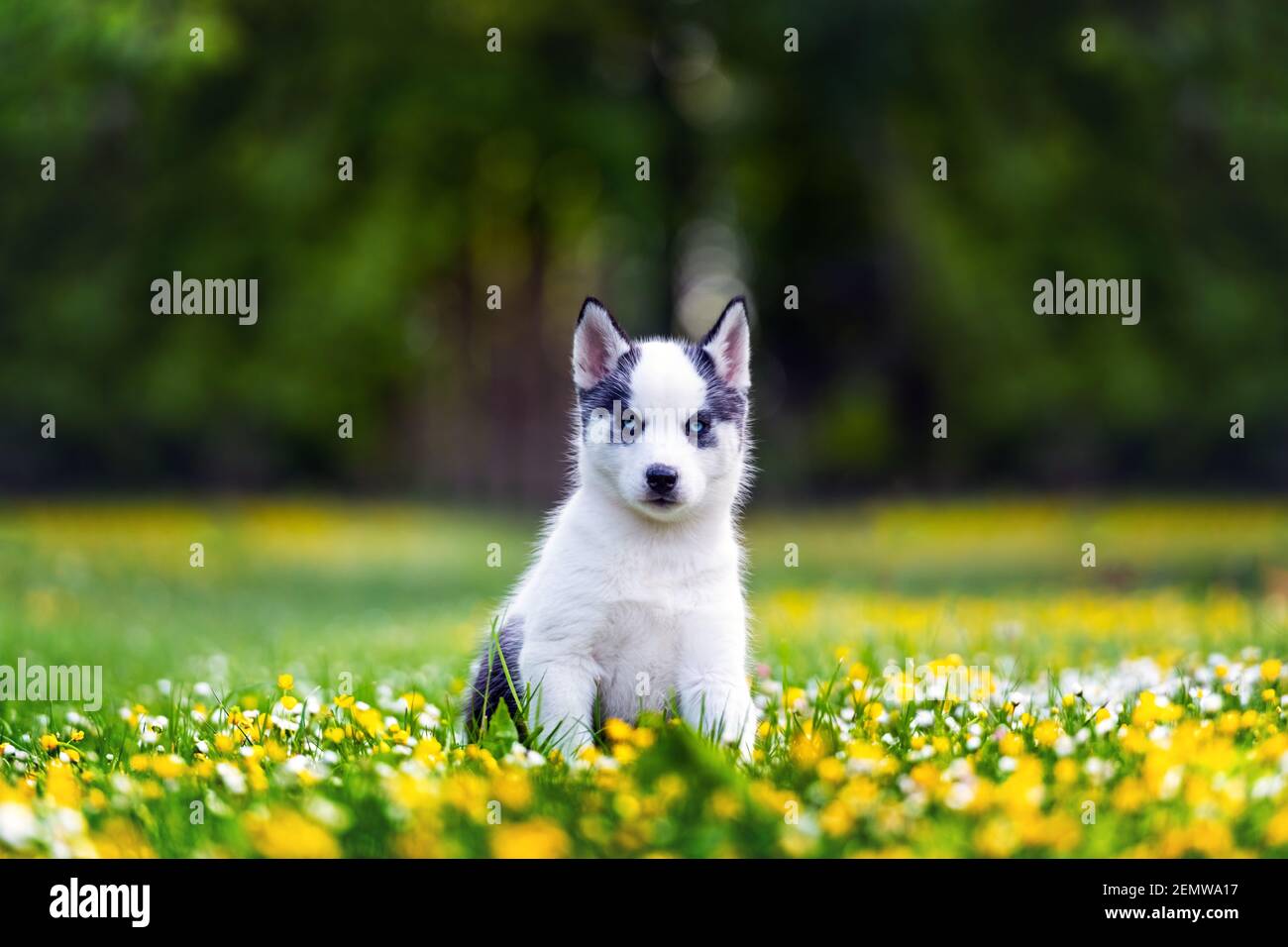 Un piccolo cucciolo di cane bianco razza Husky siberiano con gli occhi blu belli in fiore giardino di primavera. Fotografia di cani e animali domestici Foto Stock