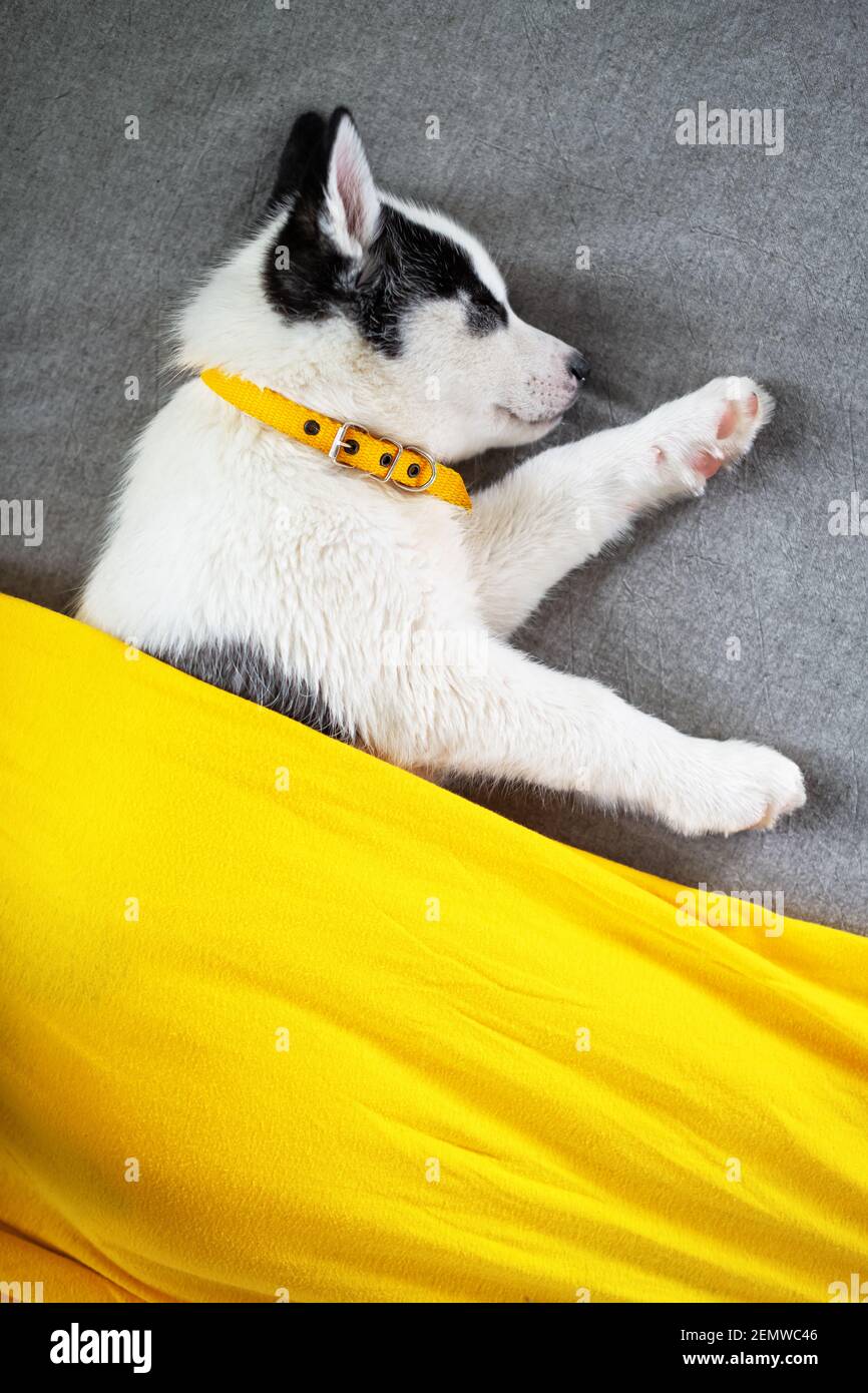 Un piccolo cucciolo di cane bianco razza Husky siberiano con bei occhi blu si trova su tappeto grigio. Fotografia di cani e animali domestici Foto Stock
