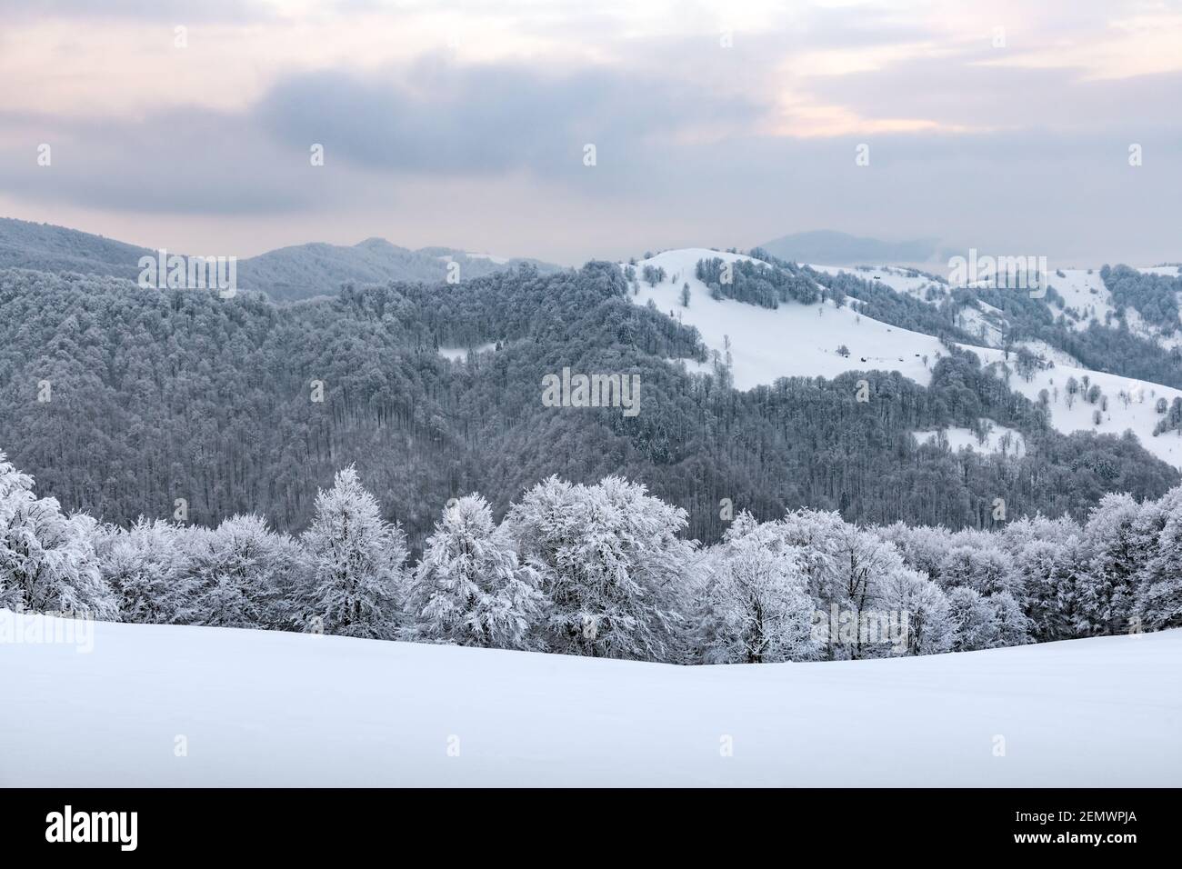 Vista incredibile della catena montuosa e delle cime innevate in inverno. Foresta con brina incandescente con luce calda luminosa alba Foto Stock