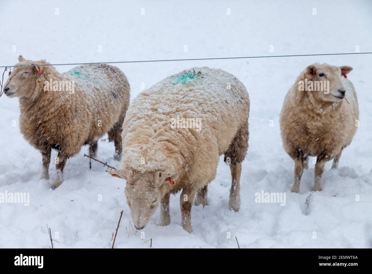Tre pecore nella neve, Fife, Scozia. Foto Stock