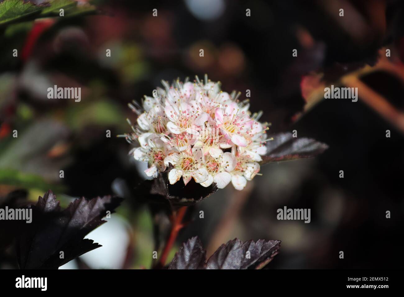 Un grappolo di fiori di ninebark al centro del foto Foto Stock