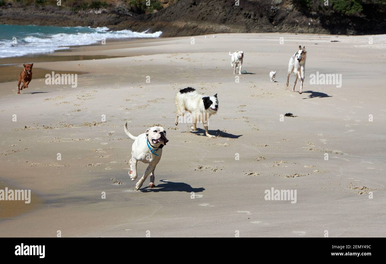 Cani che giocano sulla spiaggia di Otama nel Coromandel in New Isola del Nord della Zelanda Foto Stock