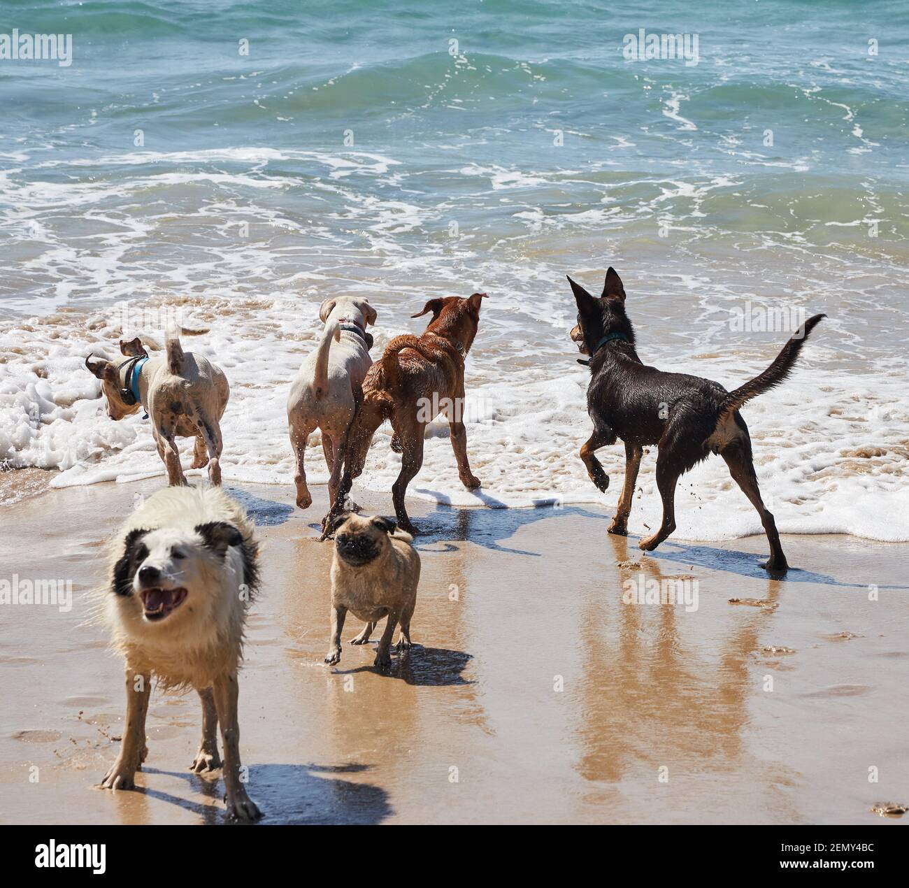 Cani che giocano sulla spiaggia di Otama nel Coromandel in New Isola del Nord della Zelanda Foto Stock