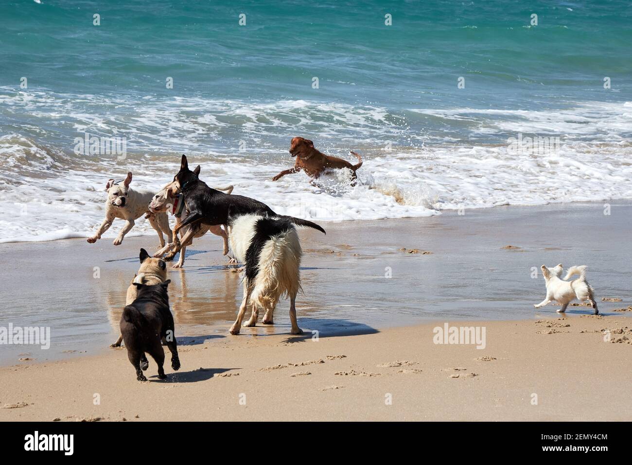 Cani che giocano sulla spiaggia di Otama nel Coromandel in New Isola del Nord della Zelanda Foto Stock