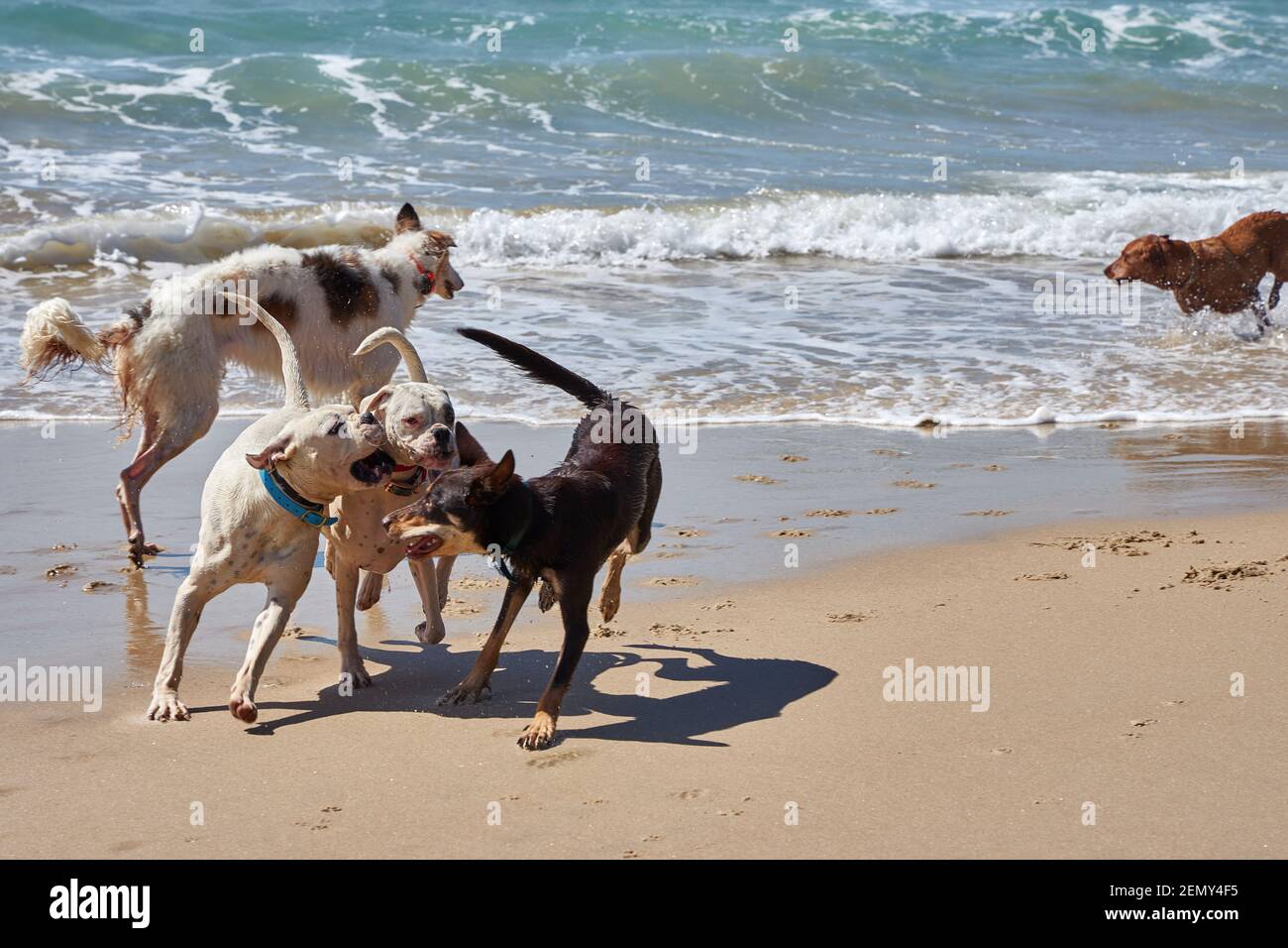Cani che giocano sulla spiaggia di Otama nel Coromandel in New Isola del Nord della Zelanda Foto Stock