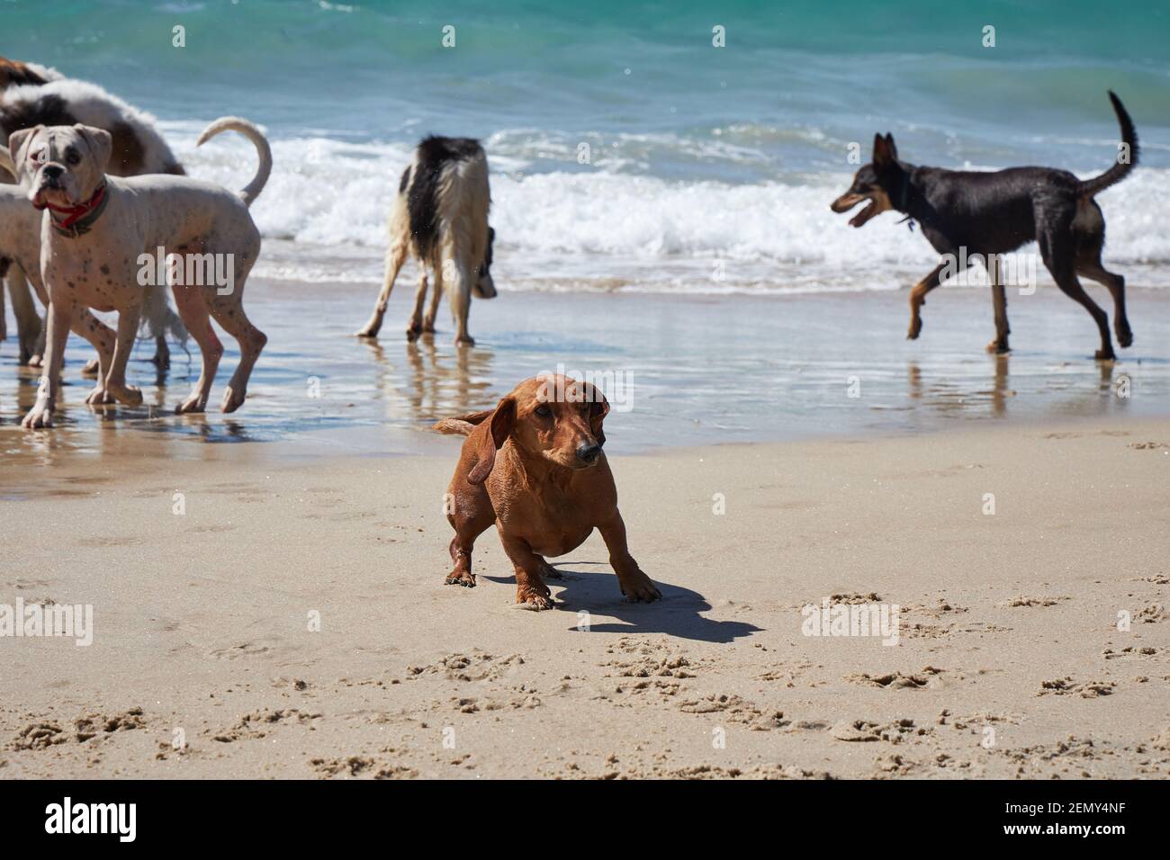 Cani che giocano sulla spiaggia di Otama nel Coromandel in New Isola del Nord della Zelanda Foto Stock