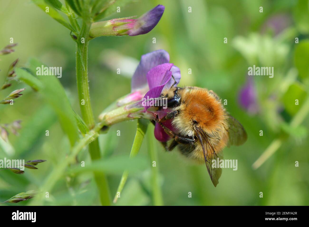 Bumblebee di carder a bande marroni (Bombus humilis) nectaring on Common Vetch (Vicia sativum), RSPB Dungeness Nature Reserve, Kent, UK, May. Foto Stock