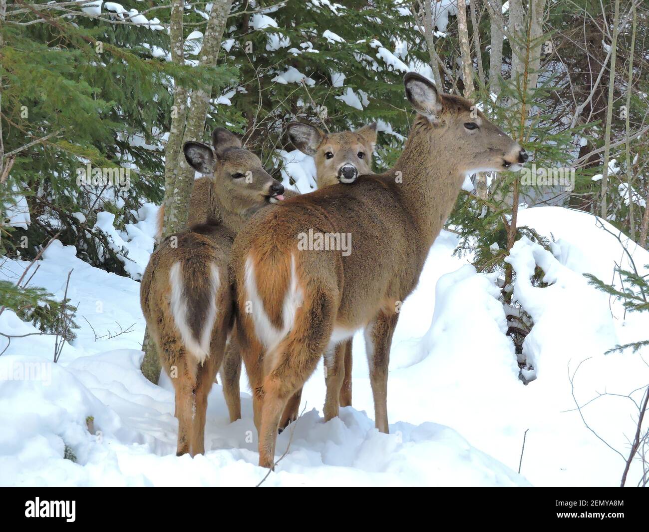 Cervi giovani nella foresta invernale. Wild Canada. Animali della Nuova Scozia. Foto Stock