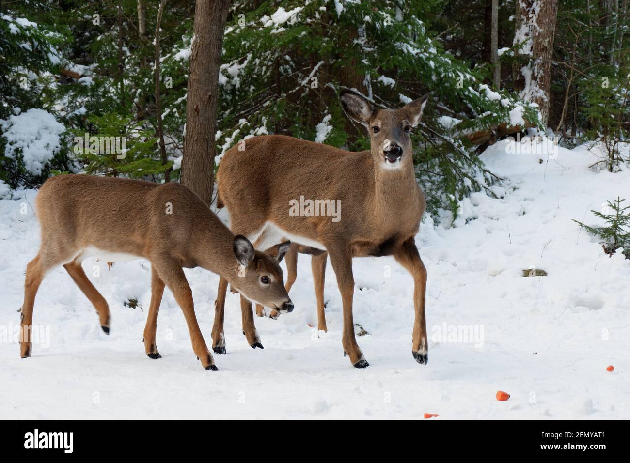 Cervi giovani nella foresta invernale. Wild Canada. Animali della Nuova Scozia. Foto Stock