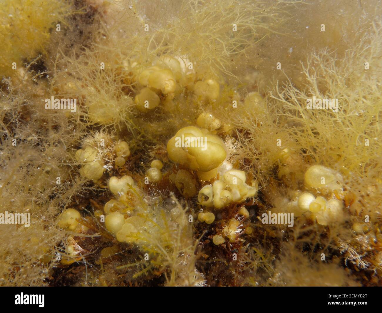 Oyster Thief Seweed (Colpomenia peregrina) una specie del Pacifico invasiva con una forma a fungo cavo, naturalizzata nel Regno Unito e in Europa, Dorset, Regno Unito. Foto Stock