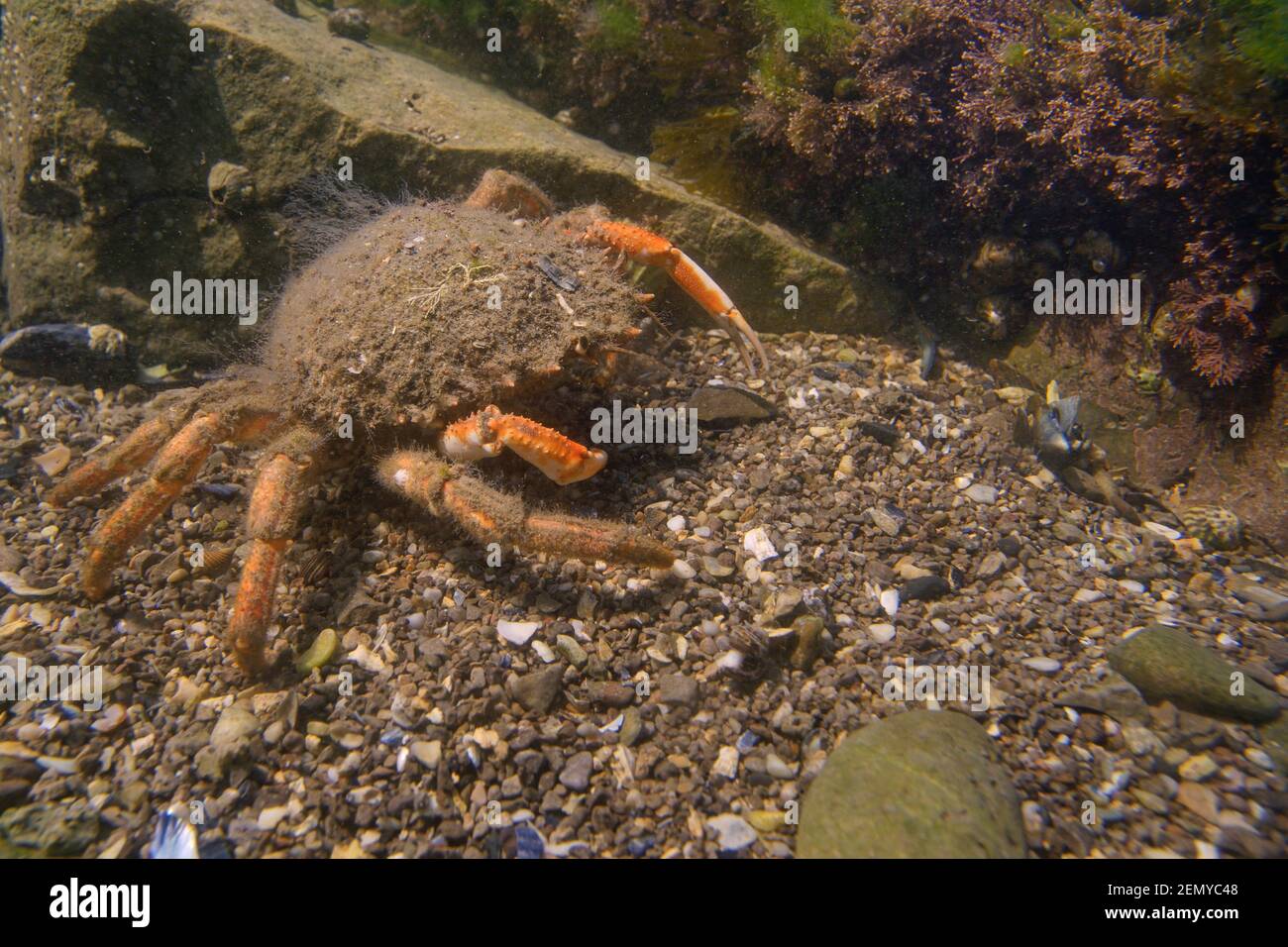 Femmina ragno comune granchio / ragno spinoso granchio (Maja brachydactyla / Maja squinado) che cammina in una rockpool basso sulla riva, Rhossili, Galles, Regno Unito. Foto Stock