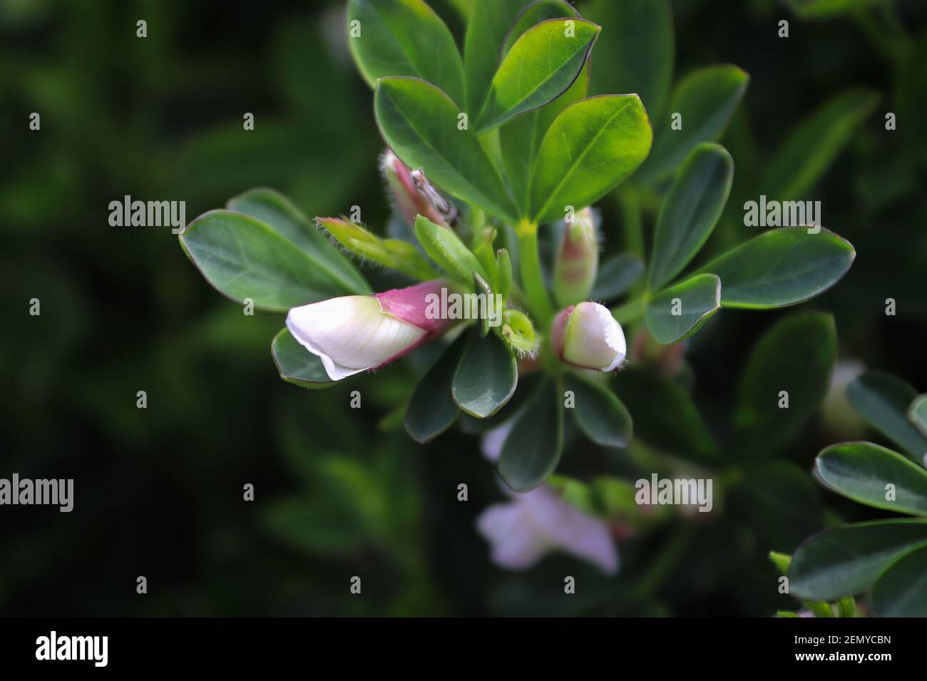 Macro di delicati fiori di ginestra viola con foglie verdi Foto Stock