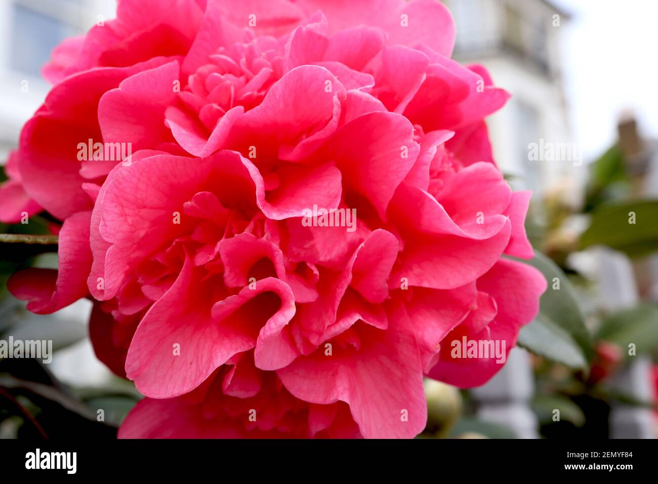 Camellia x williamsii ‘anticipazione’ anticipazione camellia – Grande peonia forma rosa profonda doppio fiore, febbraio, Inghilterra, Regno Unito Foto Stock
