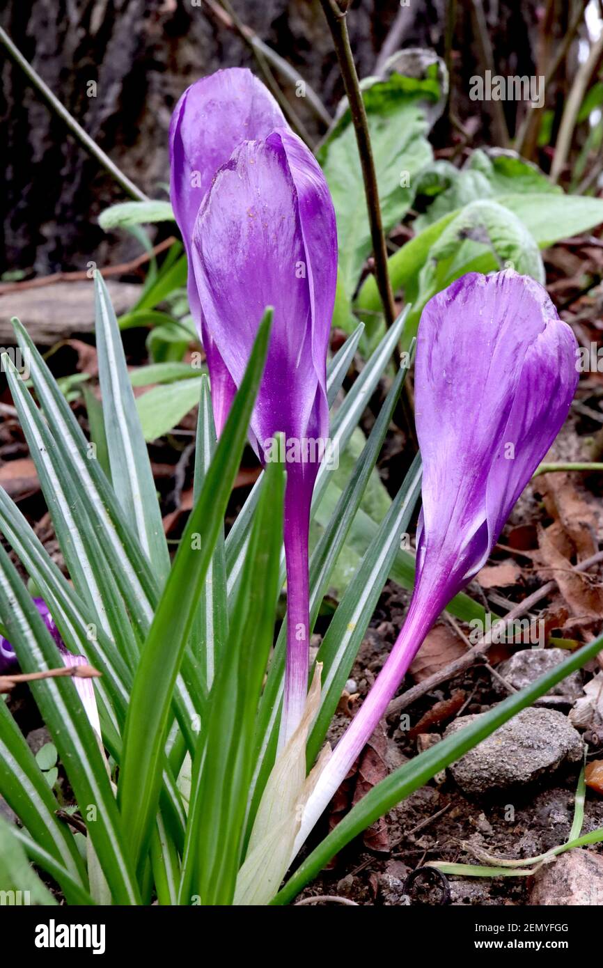 Crocus vernus ‘Flower Record’ Crocus Flower Record – fiori violacei luminosi con steli viola scuro e bianchi, febbraio, Inghilterra, Regno Unito Foto Stock
