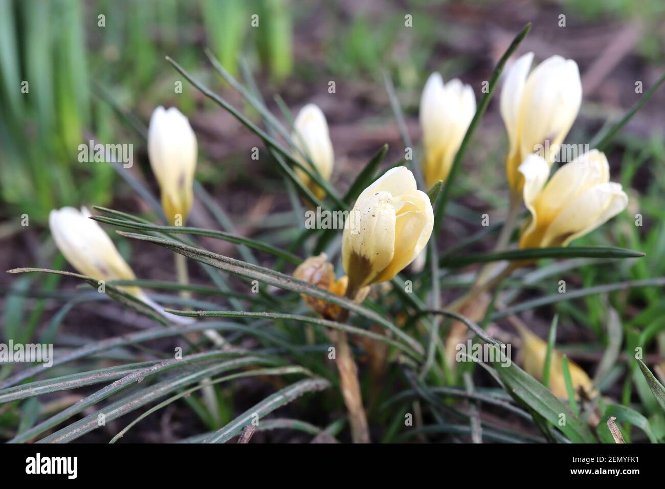 Crocus chrysanthus ‘Romance’ Crocus Romance – croccus nani con petali esterni cremosi e giallo oro all’interno, febbraio, Inghilterra, Regno Unito Foto Stock