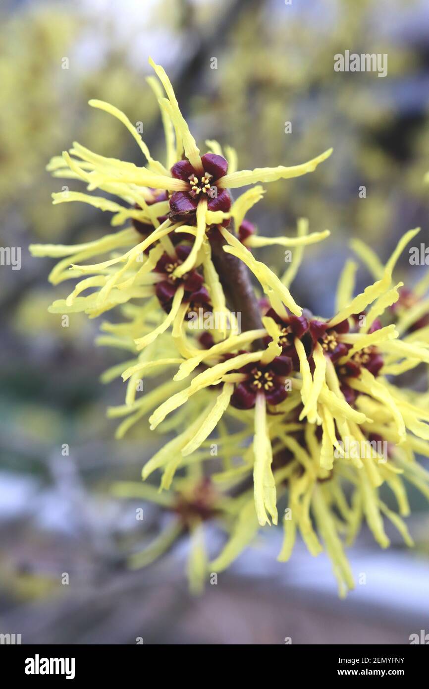 Hamamelis mollis Chinese Witch Hazel - grappoli di fiori gialli a forma di nastro, febbraio, Inghilterra, Regno Unito Foto Stock
