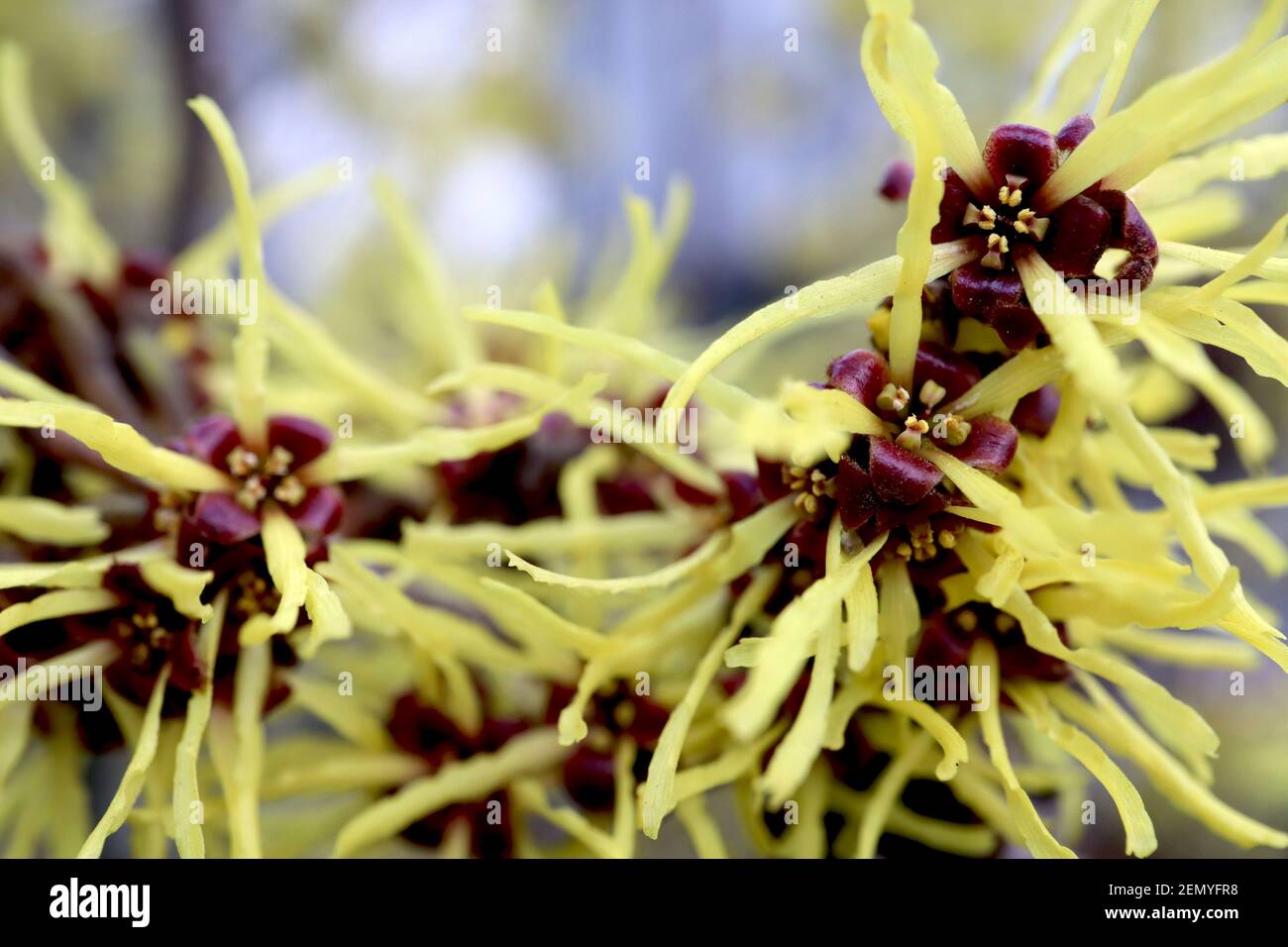Hamamelis mollis Chinese Witch Hazel - grappoli di fiori gialli a forma di nastro, febbraio, Inghilterra, Regno Unito Foto Stock