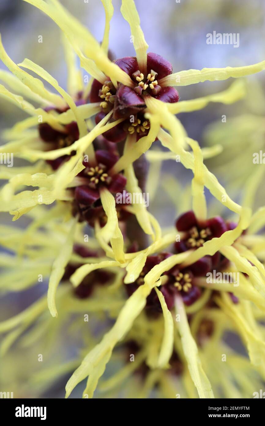 Hamamelis mollis Chinese Witch Hazel - grappoli di fiori gialli a forma di nastro, febbraio, Inghilterra, Regno Unito Foto Stock