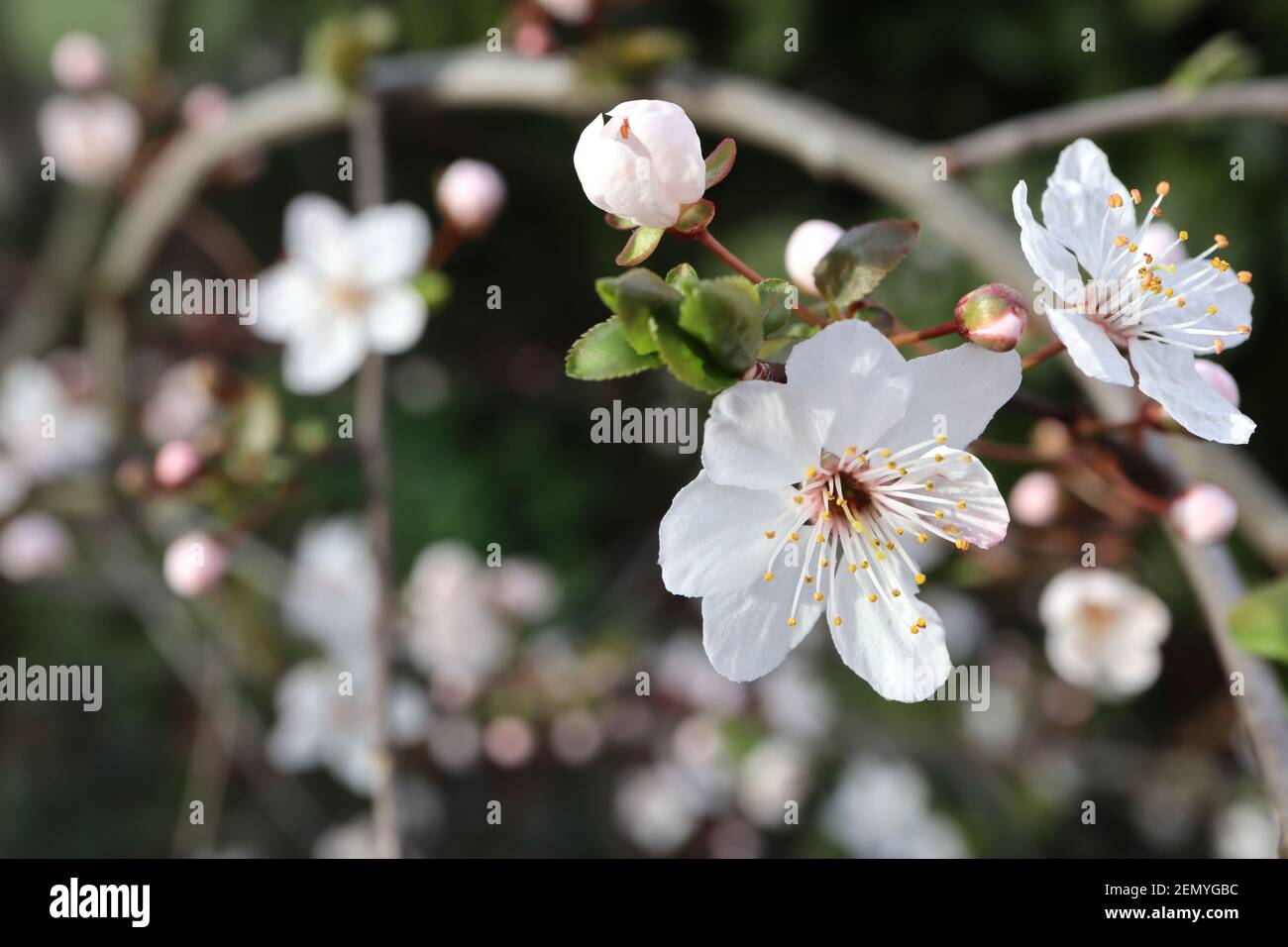 Prunus cerasifera prugna di ciliegia – piccoli fiori bianchi a forma di ciotola con molte stampigliature, steli rossi, foglie da verdi a marroni, febbraio, Inghilterra, Regno Unito Foto Stock