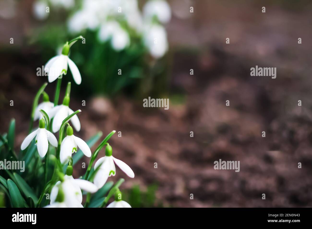 Paesaggio primaverile. Fiori di primavera Snowdrop in una radura nella foresta. Snowdrop, simbolo di primavera. Galanthus, Galanthus nivalis. Primo piano. Selettivo Foto Stock