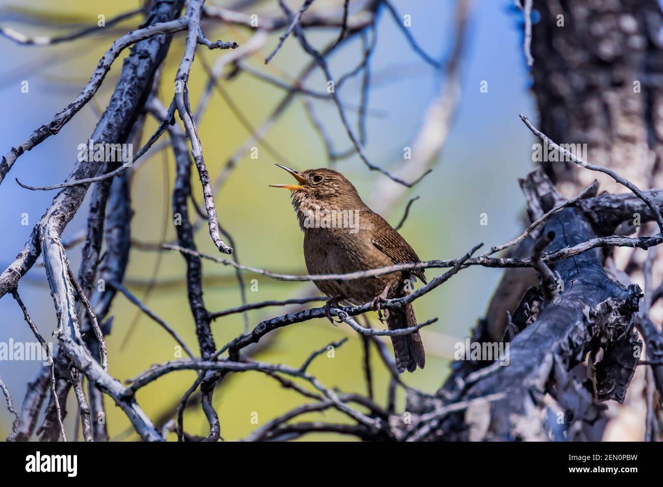 Casa Wren, Troglodytes aedon, cantando nelle montagne di Huachuca, Coronado National Forest, Arizona, Stati Uniti Foto Stock